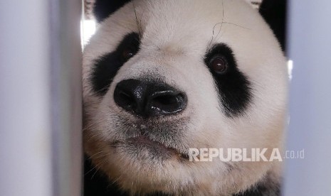 Cai Tao, Giant Panda jantan asal Cina tiba di Bandara Soekarno Hatta Indonesia dengan pesawat kargo Garuda Airlines, Kamis (28/9).