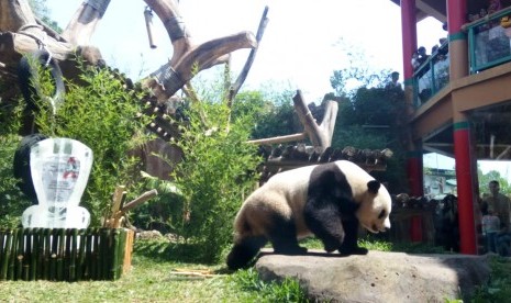 Cai Tao seekor Giant Panda salah satu koleksi satwa ikon dunia yang berada di Taman Safari Indonesia (TSI), Cisarua Bogor, meraih penghargaan sebagai panda terfavorit dari //Giant Panda Global Award// (GPGA), Sabtu (28/7).