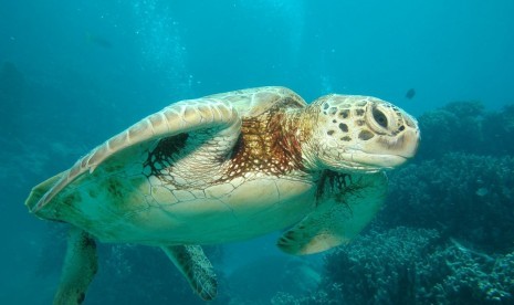 Cairns menjadi gerbang masuk Great Barrier Reef, salah satu lokasi menyelam terindah dunia.