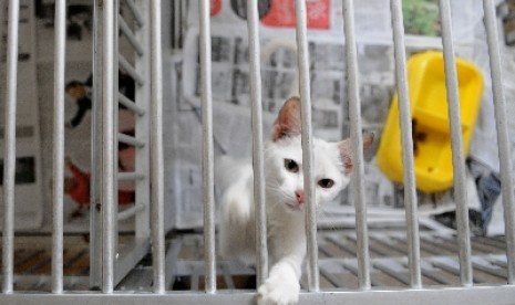 Cakaran kucing di anak perlu diwaspadai.