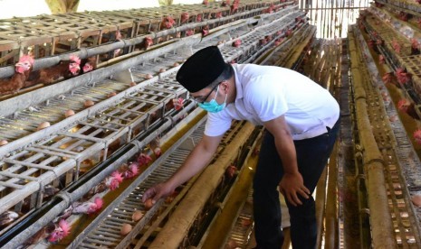 Calon Gubernur Jawa Barat Ridwan Kamil tertarik untuk menduplikasi usaha peternakan ayam petelur di Kabupaten Ciamis ke daerah-daerah lain di Jawa Barat.