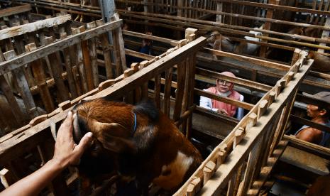 Calon pembeli memilih kambing untuk hewan kurban di tempat usaha peternakan dan penjualan kambing kurban di Kabupaten Madiun, Jawa Timur, Senin (4/7/2022). Di tempat usaha peternakan tersebut saat ini telah terjual 140 ekor kambing dengan harga Rp2,5 juta hingga Rp4 juta dan 180 ekor domba dengan harga Rp2 juta hingga Rp3 juta per ekor untuk keperluan kurban pada Hari Raya Idul Adha 1443 H mendatang. 