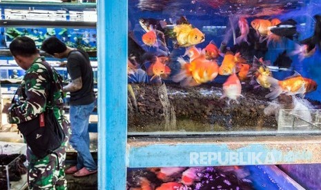 Calon pembeli mengamati ikan hias yang dijual di sentra Pasar Ikan Hias Johar, Purwodinatan, Semarang, Jawa Tengah, Senin (4/12). Kementerian Kelautan dan Perikanan bersama Kementerian Koordinator Bidang Kemaritiman menargetkan Indonesia dapat menjadi negara eksportir ikan hias terbesar di dunia melalui upaya Rencana Aksi Nasional (RAN) Pembangunan Industri Ikan Hias 2017-2021