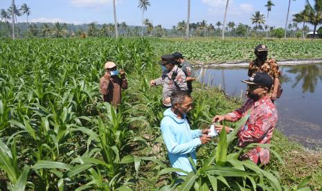 Camat Sumberjambe Djoni Nurtjahjono (kanan), anggota polisi dan koramil membagikan masker ke warga di lereng Gunung Raung Desa Gunung Malang, Sumberjambe, Jember, Jawa Timur, Kamis (28/7/2022). Kantor Kecamatan Sumberjambe membagikan masker kepada warga terdampak abu vulkanik Gunung Raung yang sempat mengeluarkan abu pada Rabu (27/7/2022) petang. 