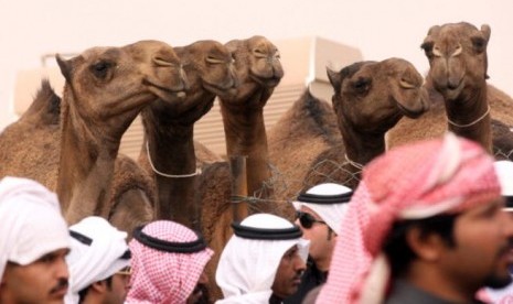 Camel beaty contest