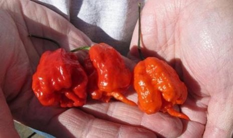 Cabai Carolina Reaper (ilustrasi). Cabai jenis ini menjadi yang terpedas dibandingkan yang lainnya. 