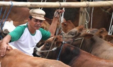 Cattle in Pasar Tumpang, Malang, East Java (illustration). 