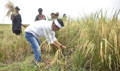 Cawagub Jabar Dedi Mulyadi tengah menyabit padi dalam panen raya di di Desa Karang Mekar, Kecamatan Kedung Waringin, Kabupaten Bekasi, Selasa (6/3). 