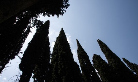 Cemara mediterania (Cypress Mediterania)