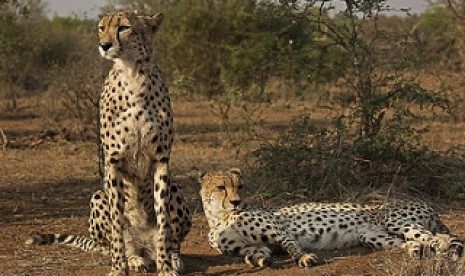 Satu Juta Spesies Flora dan Fauna Dunia Terancam Punah. Cheetah mamalia tercepat di dunia