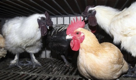 Chickens are kept in a cage waiting to be sold at a market in Taipei, Taiwan, Thursday, April 25, 2013. 