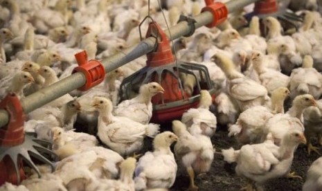 Chickens feed from a row of feed bins at a farm (illustration)