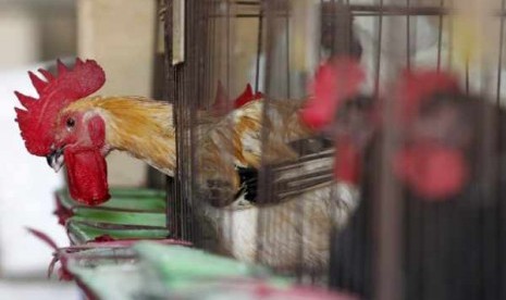    Chickens sit inside cages after a New Taipei City Department of Environmental Protection worker sprayed sterilising anti-H7N9 virus disinfectant around chicken stalls in a market in New Taipei City April 8, 2013.