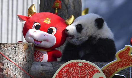 China menampilkan 10 anak panda pertama kali ke publik di Pusat Konservasi dan Penelitian China untuk Panda Raksasa di provinsi Sichuan di China barat daya Rabu (3/2) pagi.