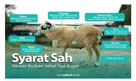 Ciri-ciri hewan kurban sehat dan bugar agar dagingnya baik untuk dikonsumsi (ilustrasi)