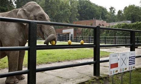 Citta, gajah penghuni kebun binatang Krakow, memprediksi hasil laga pembuka Piala Eropa antara tuan rumah Polandia lawan Yunani di Krakow pada 6 Juni. 