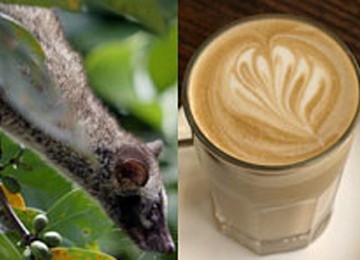 Civet coffee or kopi luwak is the most expensive coffee in the world (illustration). 