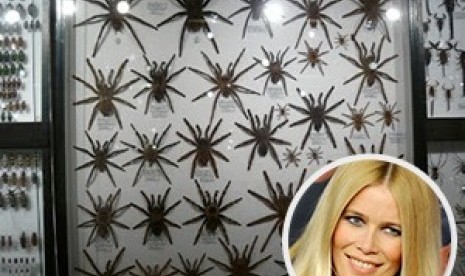 Claudia Schiffer, artis yang hobi mengoleksi serangga