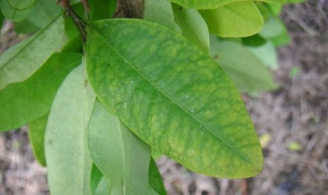 Coca leaves (illustration)