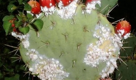 Cochineal