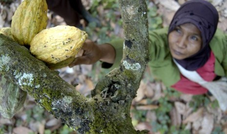 Cocoa harvesting in Jember, East Java. (illustration)    