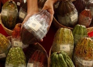 Cocoa is a commodity which potential to lift many livelihoods in Indonesia.  