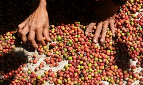 Coffee beans, one of Indonesian commodities.  (illustration) 