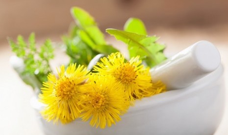 Coltsfoot