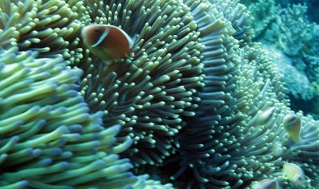 Coral reefs in Raja Ampat, Papua (illustration)  