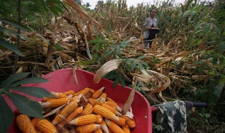 Corn harvest (illustration)