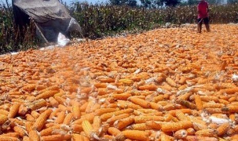 Corn harvest (illustration)