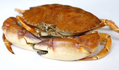 Crab (illustration)