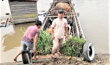 Dai Tangguh BMH di Pedalaman Kutai Barat, Muhammad Taufik saat berhasil membawa hewan kurban dari Tering menuju Long Melahan Mahulu, Kutai Barat. Perjalanan ditempuh dua  hari satu malam.