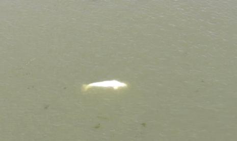 Dalam gambar yang diambil dari rekaman video yang dijalankan oleh dinas pemadam kebakaran Prancis di wilayah Eure (SDIS27 ) menunjukkan seekor paus Beluga di sungai Seine di Saint-Pierre-la-Garenne, barat Paris, Kamis, 4 Agustus 2022. Prancis pihak berwenang sedang melacak paus Beluga yang tersesat jauh dari habitat Artic-nya ke Sungai Seine, menimbulkan kekhawatiran bahwa mamalia putih halus itu bisa kelaparan jika tetap berada di jalur air yang mengalir melalui Paris dan sekitarnya.