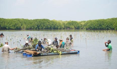 Penanaman pohon mangrove di lahan kritis di Desa Mayangan, Kecamatan Legonkulon, Kabupaten Subang Jawa Barat. 