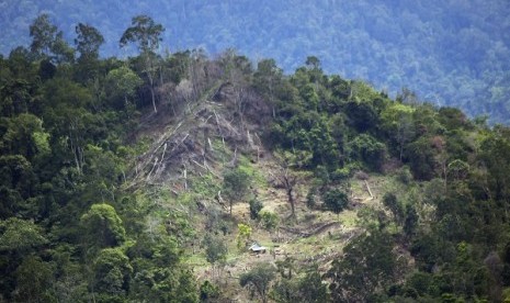 A damaged forest in Padang, West Sumatra (illustration) 