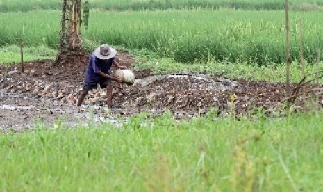 Dampak El Nino (ilustrasi). Badan Meteorologi, Klimatologi, dan Geofisika (BMKG) memprediksi sebesar 50-60 persen fenomena El Nino berpeluang terjadi pada semester dua 2023.