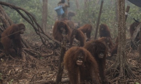 Dampak kebakaran hutan membuat orang utan keluar dari wilayahnya (ilustrasi).