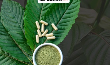 Daun kratom untuk obat (Ilustrasi). Menkop UKM Teten Masduki akan membicarakan polemik kratom dengan Kementerian Perdagangan, Kemeterian Kesehatan, dan Badan Narkotika Nasional.