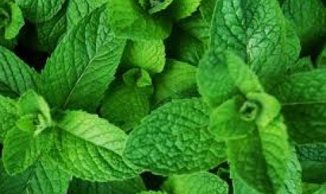 Daun mint