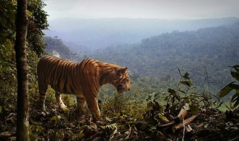 Deforestasi atau pembukaan hutan untuk perkebunan kepala sawit telah menghancurkan habitat harimau.