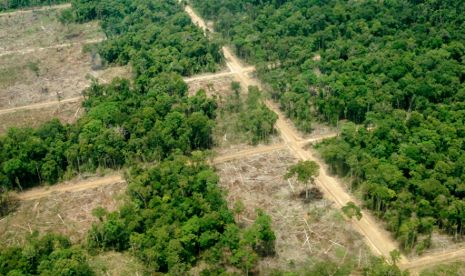 Deforestasi Hutan di Papua