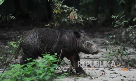 Delilah, badak Sumatera betina berada di Suaka Rhino Sumatera (SRS)-Taman Nasional Way Kambas (TNWK) Lampung Timur, Rabu (27/7). (Republika/Edwin Dwi Putranto)