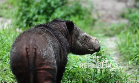 Delilah, badak Sumatera betina berada di Suaka Rhino Sumatera (SRS)-Taman Nasional Way Kambas (TNWK) Lampung Timur, Rabu (27/7). (Republika/Edwin Dwi Putranto)