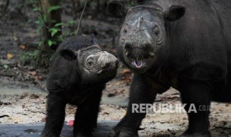 Delilah (kiri) dan Ratu (kanan), dua badak Sumatera betina berada di Suaka Rhino Sumatera (SRS)-Taman Nasional Way Kambas (TNWK) Lampung Timur, Rabu (27/7).  (Republika/Edwin Dwi Putranto)