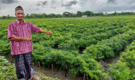 Demak siap amankan pasokan bawang merah dan cabai ibu kota.