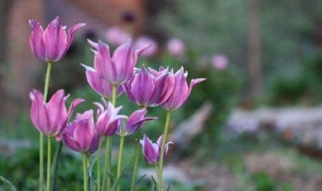 Dengan beraktivitas atau berkebun di taman selama 30 menit secara rutin bisa menjaga kebugaran tubuh.