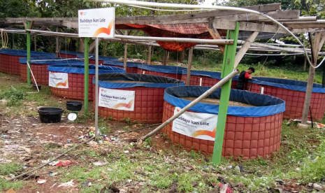 Desa Pemagarsari binaan Rumah Zakat melakukan panen ikan lele.