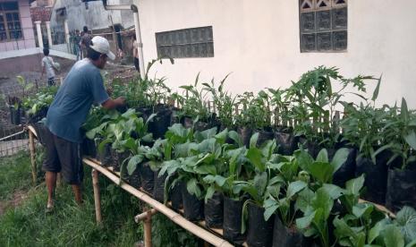 Di halaman Mesjid Al-Ikhlas Kampung Cicadas RT 02 RW 08, Desa Pasirwaru, Garut, Ahad (27/6) diadakan panen sayuran tahap kedua di Kebun Gizi Binaan Rumah Zakat. Jenis sayuran yang dipanen adalah sawi dan kangkung untuk 12 orang Penerima Manfaat (PM) di lingkungan sekitar.