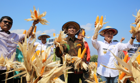 Di musim kemarau, Kabupaten Nganjuk tetap mampu berproduksi jagung.